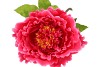 SILK AMAZING PEONY BEAUTY FUCHSIA XXXL 58X140CM