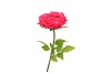 SILK AMAZING PEONY BEAUTY FUCHSIA XL 38X115CM