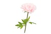 SILK AMAZING ROSE  BEAUTY LIGHT PINK XXL 50X120CM