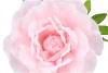 SILK AMAZING ROSE  BEAUTY LIGHT PINK XXL 50X120CM
