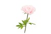SILK AMAZING ROSE BEAUTY LIGHT PINK XL 40X110CM