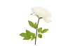 SILK AMAZING ROSE BEAUTY CREAM XL 40X110CM