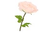 SILK AMAZING ROSE BEAUTY PEACH XXXL 70X145CM