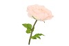 SILK AMAZING ROSE BEAUTY PEACH XXL 50X120CM
