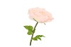 SILK AMAZING ROSE BEAUTY PEACH XL 40X110CM
