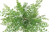 SILK SOPHORA TREE GREEN 158CM
