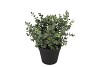 SILK EUCALYPTUS GREEN IN POT M 23X23X28CM NM