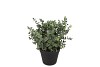 SILK EUCALYPTUS GREEN IN POT S 18X18X19CM NM
