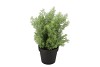 SILK CYPRESS GREEN IN POT L 33X33X48CM NM