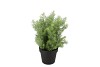 SILK CYPRESS GREEN IN POT M 23X23X30CM NM