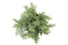 SILK CYPRESS GREEN IN POT M 23X23X30CM NM