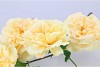 SILK WILD ROSE YELLOW SINGLE STEM 116CM NM
