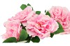 SILK WILD ROSE PINK SINGLE STEM 116CM NM