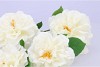SILK WILD ROSE WHITE SINGLE STEM 116CM NM