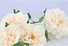 SILK WILD ROSE CREAM SINGLE STEM 116CM NM