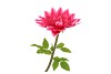 SILK AMAZING DAHLIA BEAUTY FUCHSIA XXL 50X120CM