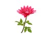 SILK AMAZING DAHLIA BEAUTY FUCHSIA XL 43X110CM