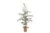 SILK PINE TREE LIGHT CHAIN JUTE 80X150CM
