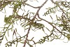 SILK OLD FERN LIGHT BROWN SINGLE STEM 150CM