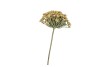SILK OLD HERACLEUM KHAKI SINGLE STEM 56CM