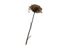 SILK OLD HERACLEUM BROWN SINGLE STEM 96CM