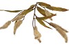 SILK OLD BRISTLEGRASS YELLOW SINGLE STEM 88CM