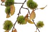 SILK OLD CHESTNUT GREEN SINGLE STEM 135CM
