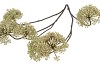 SILK OLD SCALLION BALLS FLOWER GREEN 119CM