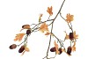 SILK OLD OAK FRUIT BROWN STEM 90CM