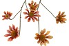 SILK OLD ASTERACEAE BEIGE BROWN STEM 81CM