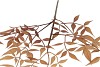 SILK OLD NANDINA YELLOW SINGLE STEM 102CM