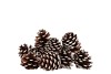 NATURE MARITIMA ST WASHED WHTE SMALL  P/50 5-9CM