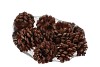 NATURE PINUS PINEA NATURAL P/12
