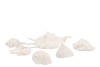 SHELL MIX WHITE ASSORTED SET OF 7