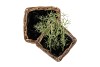 RATTAN SQUARE POT BASKET 18X18X14CM
