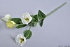 LISIANTHUS CRÈME L55CM