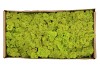 MOS IJSLAND SPRINGGROEN PER 500 GRAM