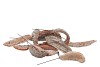 NATURE ESTRELLA NATURAL ON WIRE SET OF 50