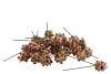 NATURE PUBESCENS ON WIRE SET OF 100