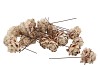 PICK NATURE PINE CONE PUBESCENS WHITE P/100