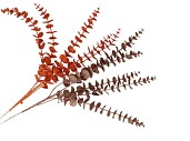 PICK SHINE EUCALYPTUS COPPER/BRONZE 80CM ASS