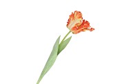 SILK TULIP PAPAGAYO ORANGE/YELLOW 64CM