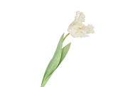 SILK TULIP PAPAGAYO WHITE 64CM