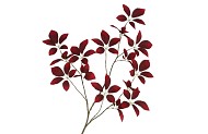 SILK LEAF ELDER DARK RED 124CM NM