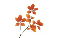 SILK LEAF ELDER ORANGE 81CM NM