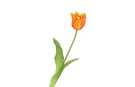 SILK TULIP SINGLE ORANGE 48CM NM