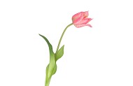 SILK TULIP SINGLE LIGHT PINK 48CM NM