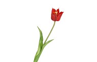 SILK TULIP SINGLE RED 48CM NM