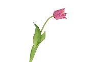 SILK TULIP SINGLE PINK 48CM NM
