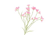 SILK LUCKY CLOVER PINK 99CM NM